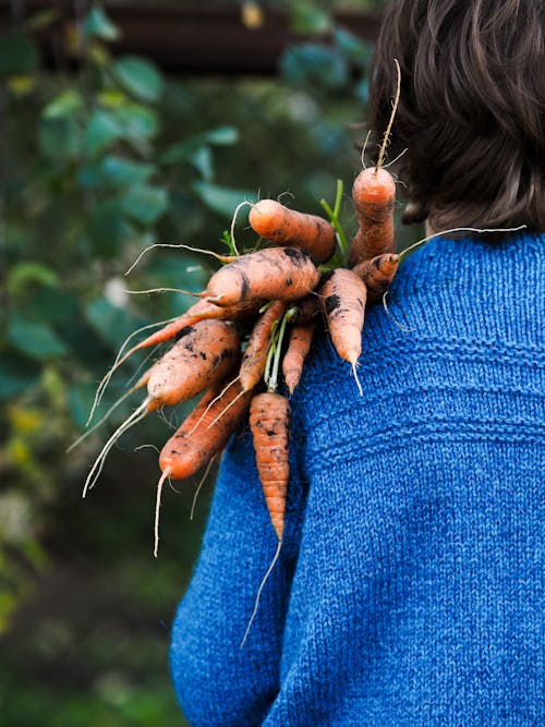 Free Person Carrying a Bunch of Carrots Stock Photo