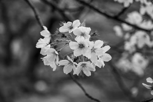 Black and White Photo of Flowers