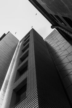 Low-angle black and white view of modern high-rise buildings with birds in the sky.