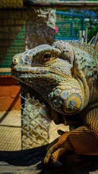 Detailed close-up of a vibrant iguana basking in the sun in an outdoor setting.