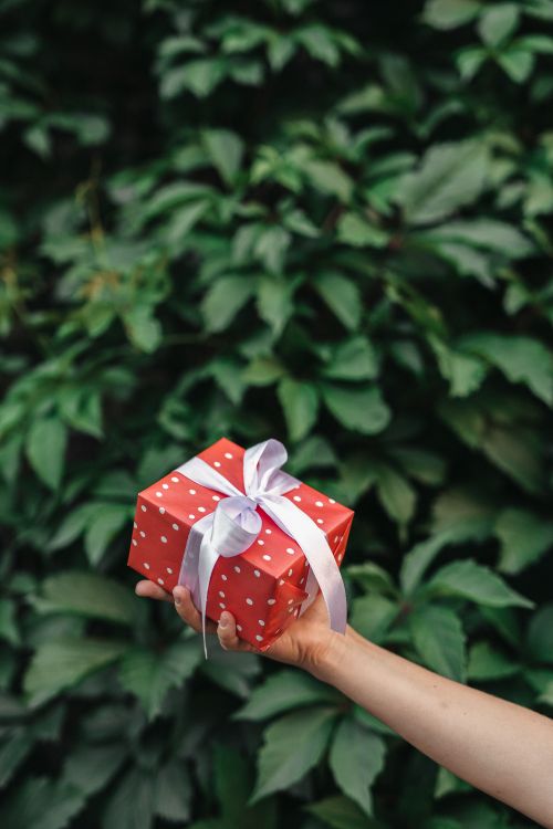 Free A hand holding a red polka dot gift box with a white ribbon against a lush green background. Stock Photo