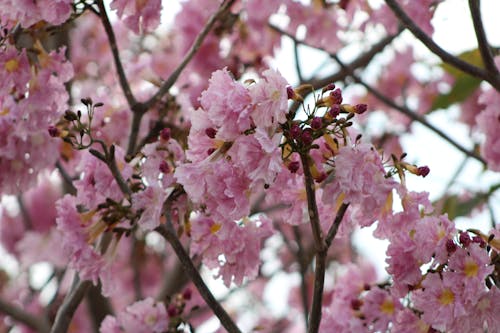 Gratis lagerfoto af blomster, klaser af blomster