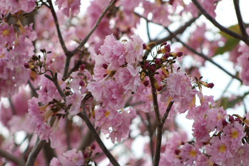 Free stock photo of blossoms, bunches of flowers, flowers Stock Photo