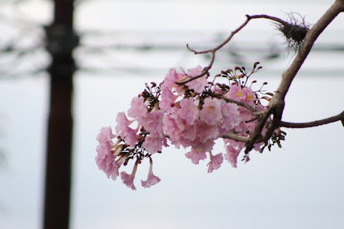 Free stock photo of blossoms, bunches of flowers, flowers