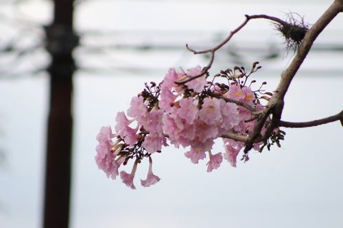 Free stock photo of blossoms, bunches of flowers, flowers Stock Photo