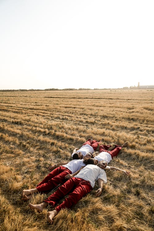 alan, buğday, dikey atış içeren Ücretsiz stok fotoğraf