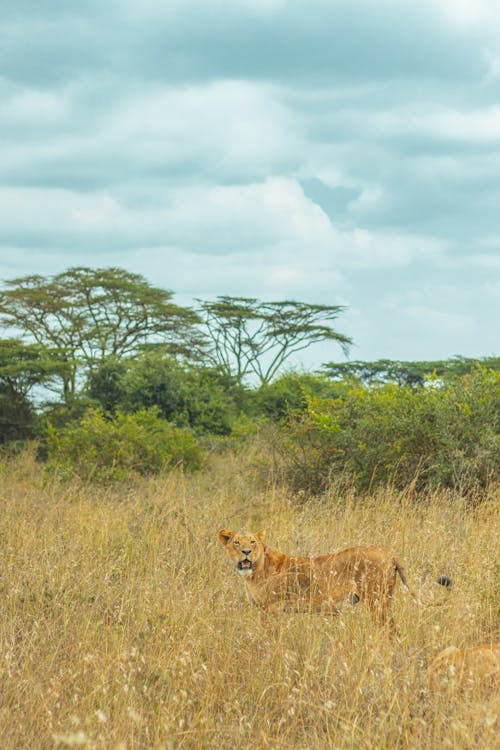 Бесплатное стоковое фото с Африка, большой кот, дикая природа