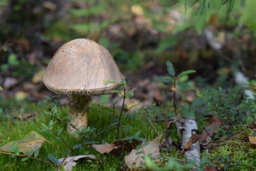 Free Close-up of a mushroom growing among lush vegetation in a natural forest setting. Stock Photo