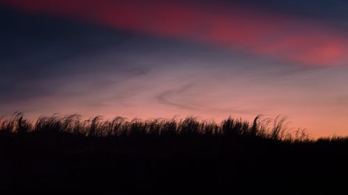 Free A calming view of a sunset casting silhouettes over a countryside field with grasses swaying, highlighting the peaceful beauty of nature. Stock Photo
