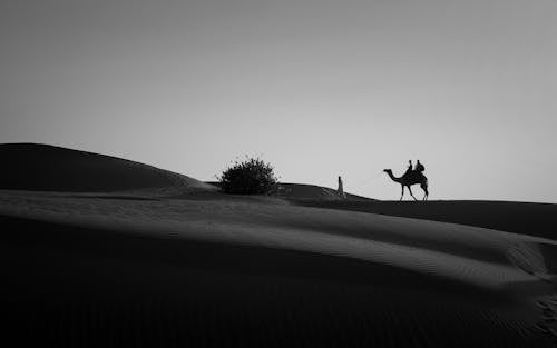 Grayscale Photo of People Walking in the Desert with a Camel