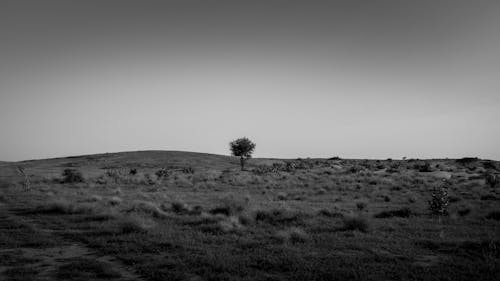 Free Grayscale Photo of a Single Tree on a Grass Field Stock Photo