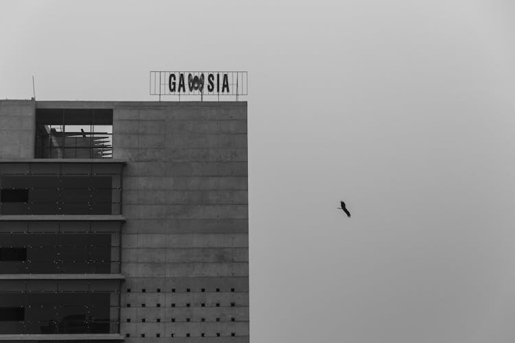 Bird Flying By Empty Parking Lot Building