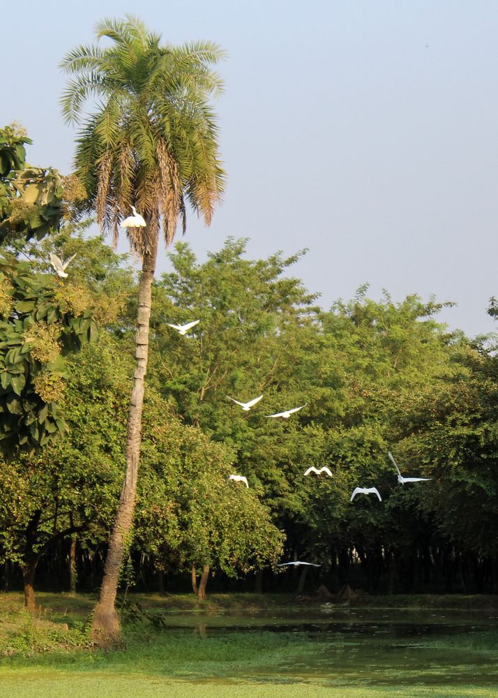 Birds Flying From Tree Photos, Download The BEST Free Birds Flying From ...