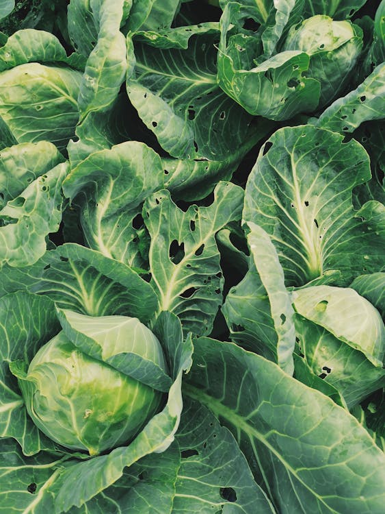 Benefits of green leafy vegetables