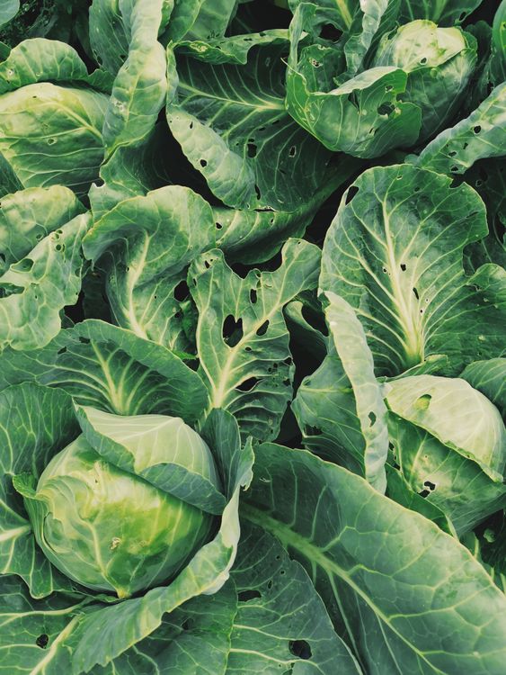 Best Health Tips: Know which vegetable is the perfect medicine for many diseases Best Health Tips: Know which vegetable is the perfect medicine for many diseases