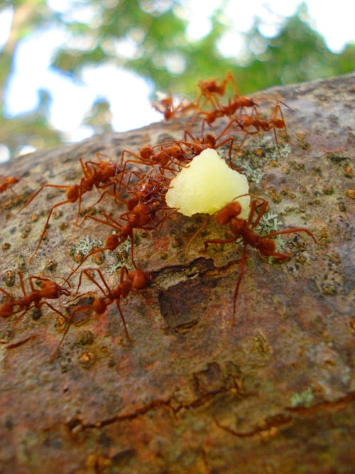 Gratis lagerfoto af myrer, natur, røde myrer