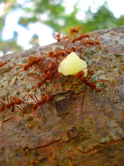 Free stock photo of ants, nature, red ants Stock Photo