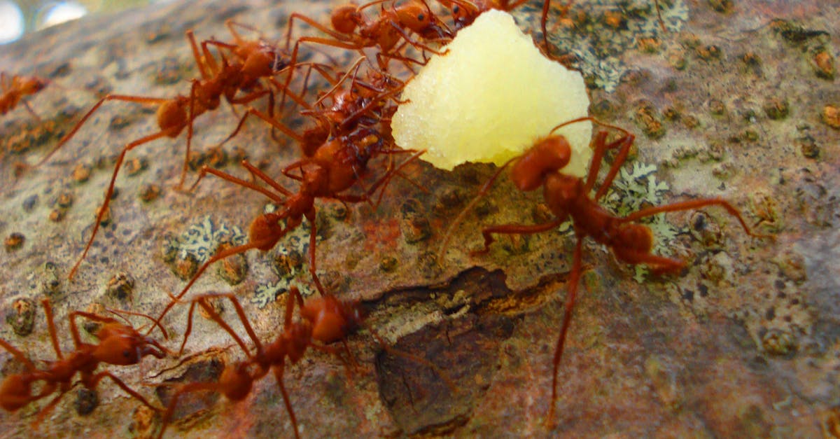 Free stock photo of ants, nature, red ants