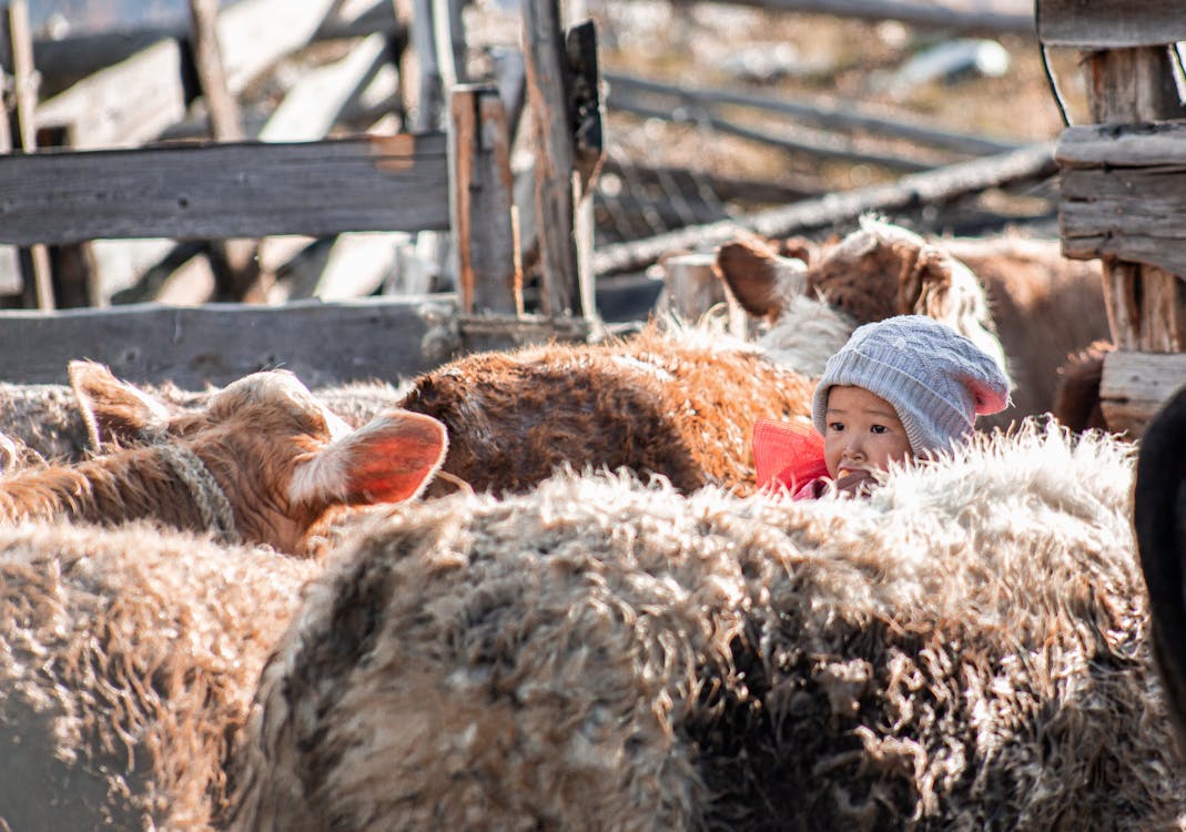 Brown Sheep on Brown Wooden Cage