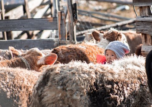 Free Child nestled among livestock on a rustic farm in Altai Republic, Russia. Stock Photo