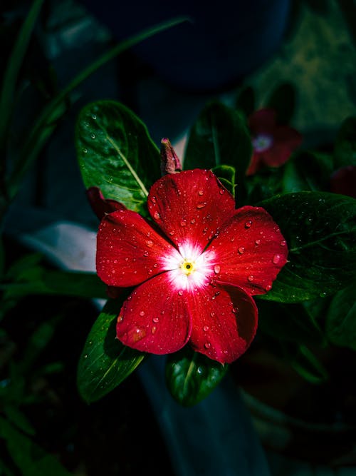 Fotos de stock gratuitas de agradable, bígaro rojo, bueno