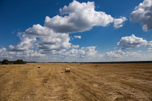 Large Round Hay Bales on Brown Grass 