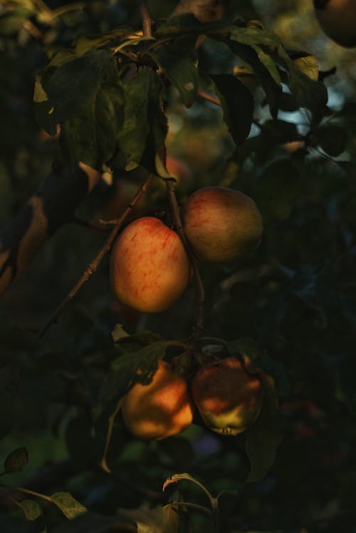 Unripe Apples on a Tree