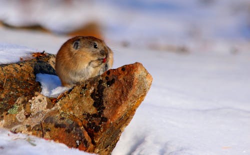 冬季, 動物, 北鼠兔 的 免费素材图片