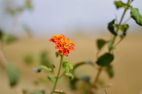 Free stock photo of flowers, nature photography, nature wallpaper