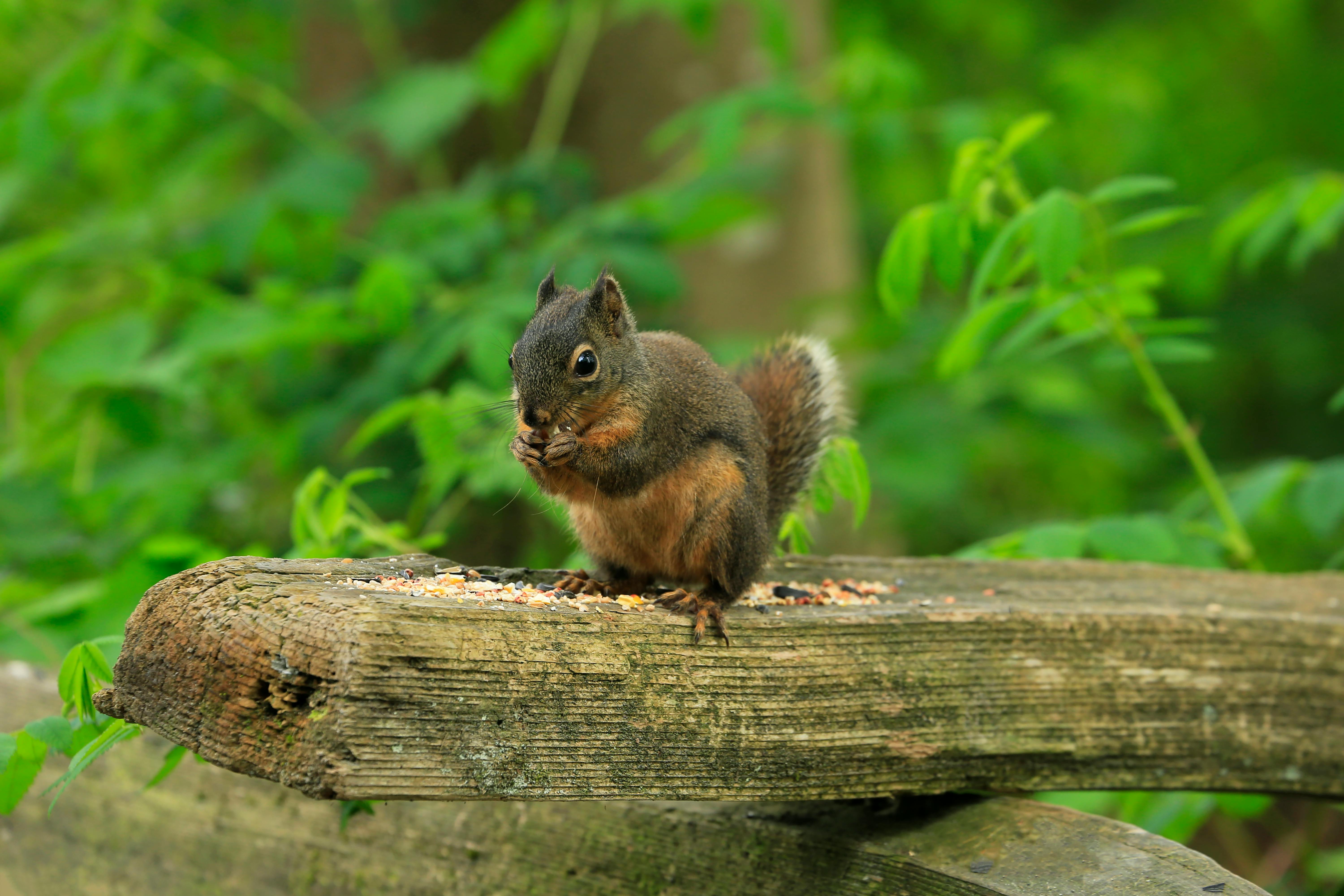 Бесплатные Стоковые Фото На Тему Sciuridae, Белка, Грызун, Еда.