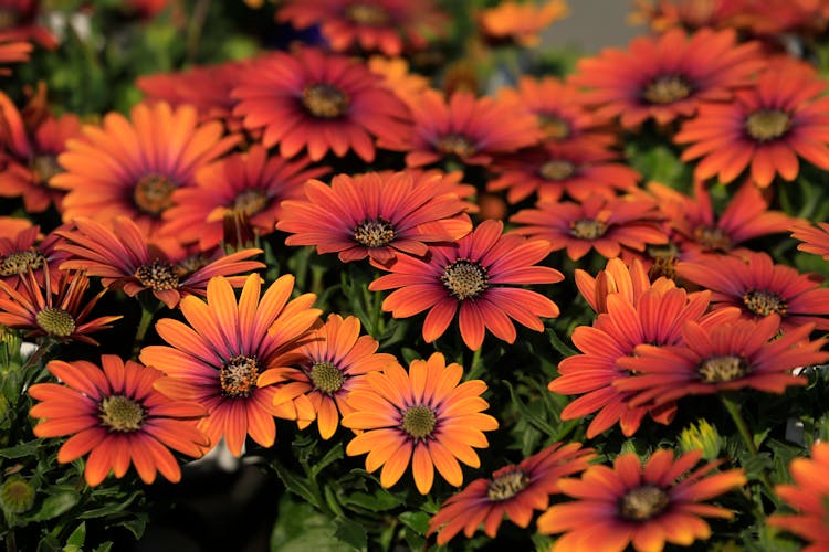 Close Up Shot Of Orange African Daisies 