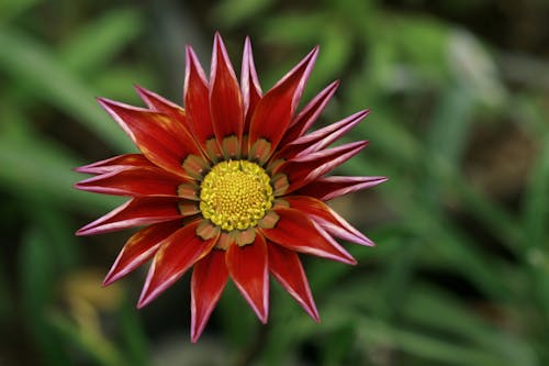 Houseleek Flower in Bloom