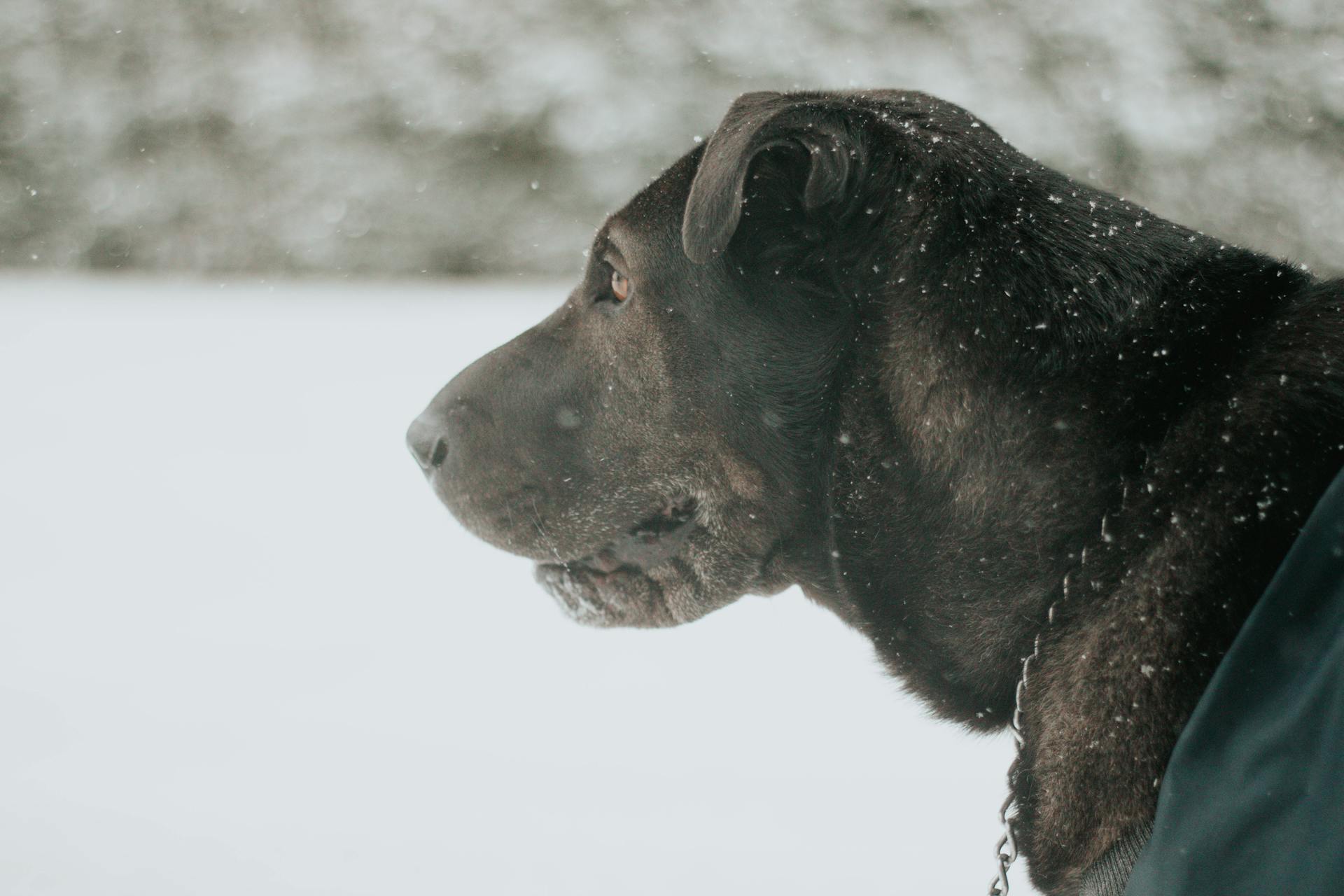 Black Short Haired Dog