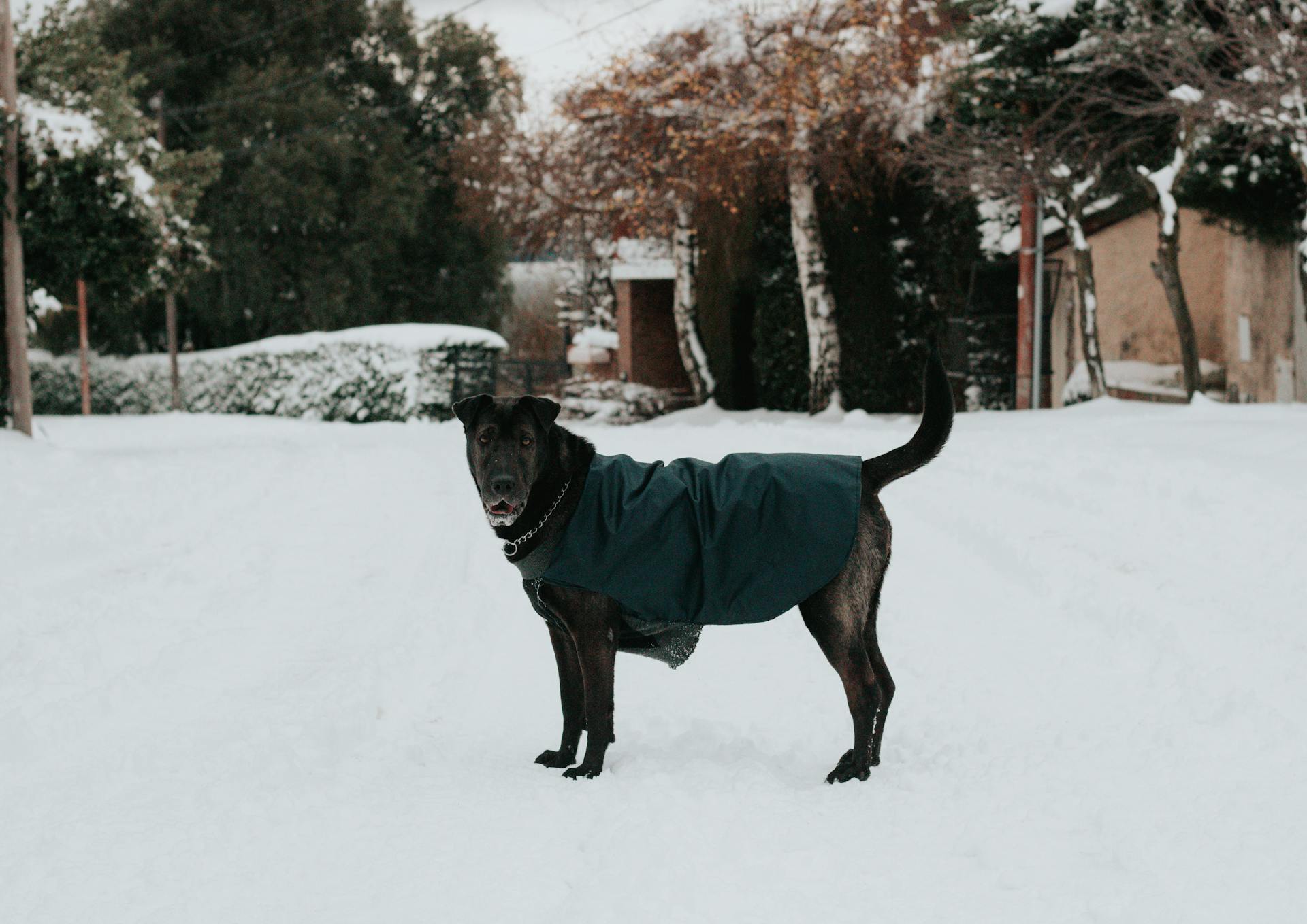 A Labrador Retriever Standing in the Snow