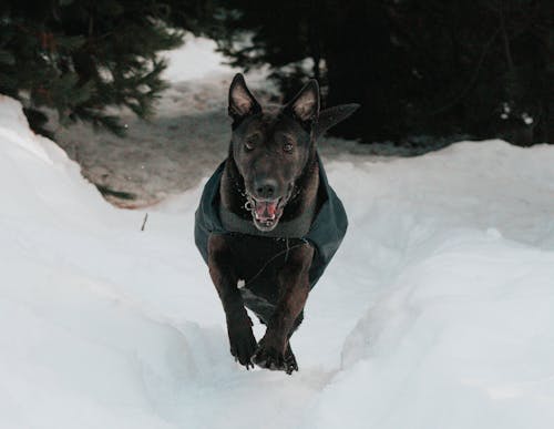 Fotos de stock gratuitas de caminando, cubierto de nieve, invierno