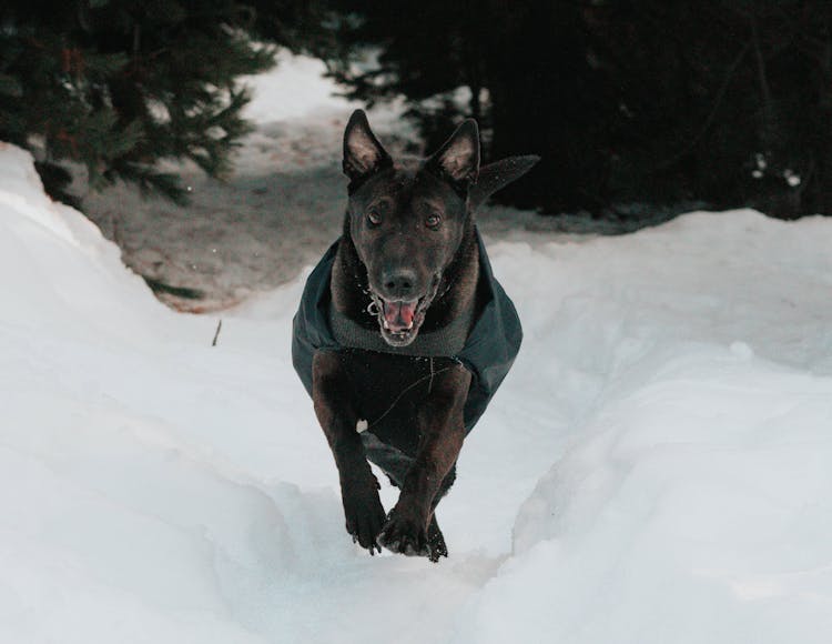 Black Dog Walking On The Snow Covered Ground