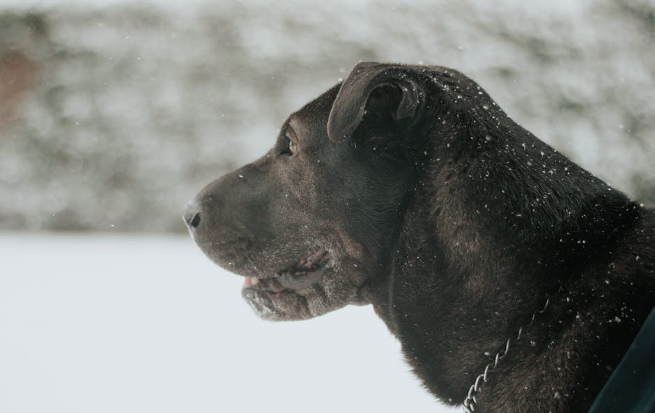 Close-up of a Labrador Retriever during snowfall, showcasing a blurred background for added depth.