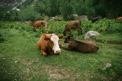 Cows Lying on Green Grass