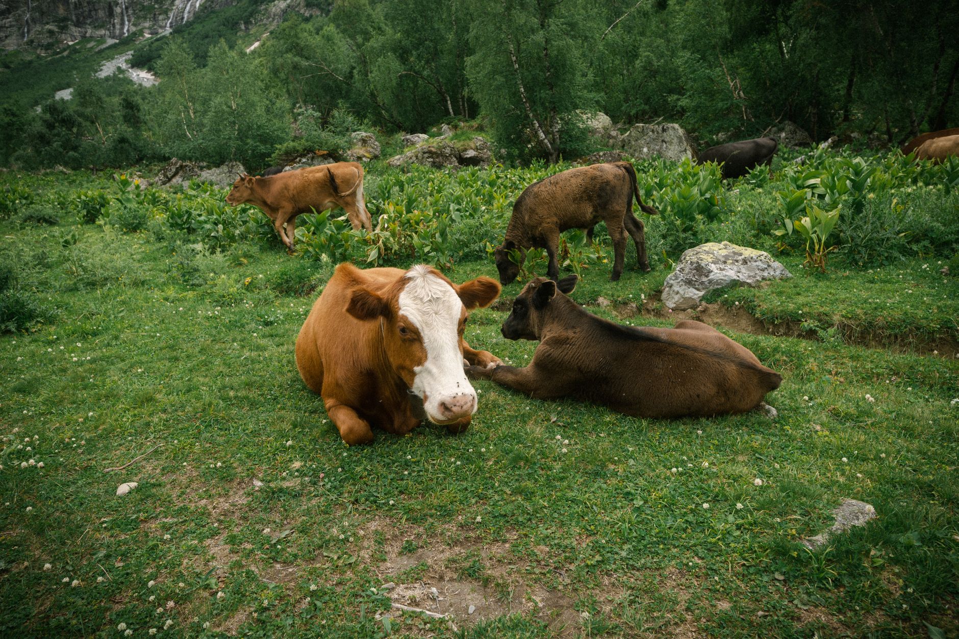 Portrait of a cow at a veterinary clinic