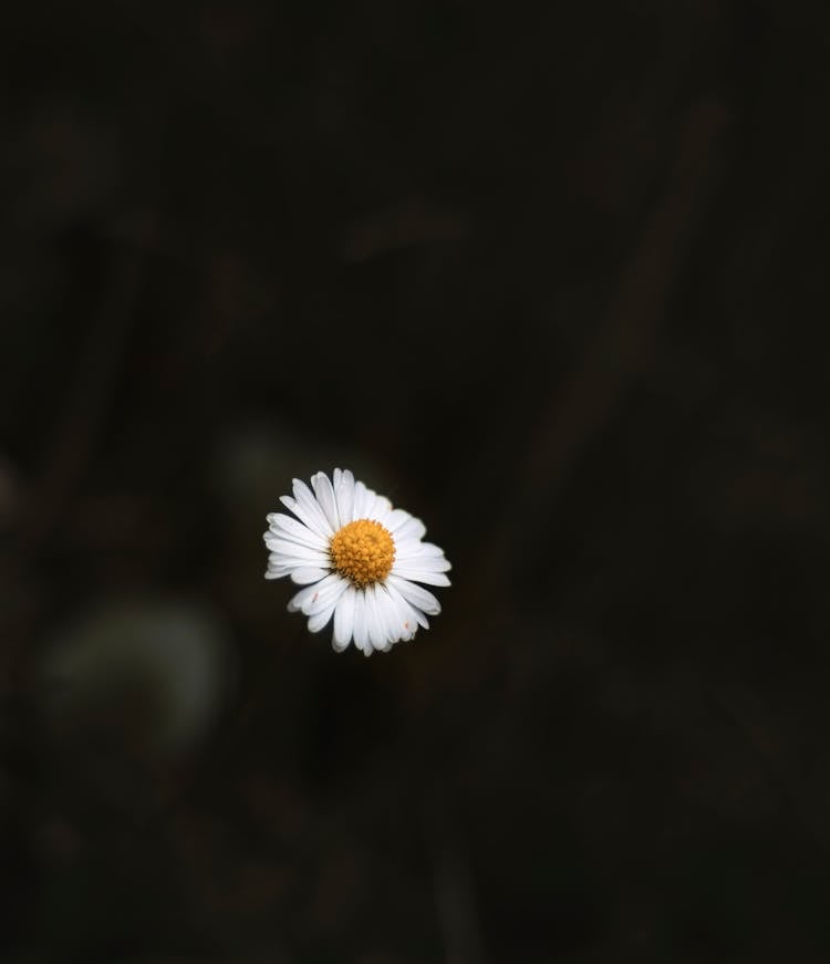 White Daisy Flower In Dark Background
