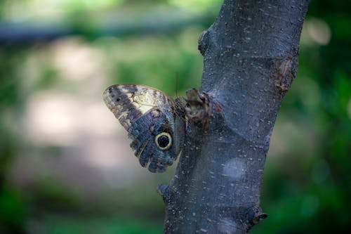 Close-Up Shot of an Butterfly
