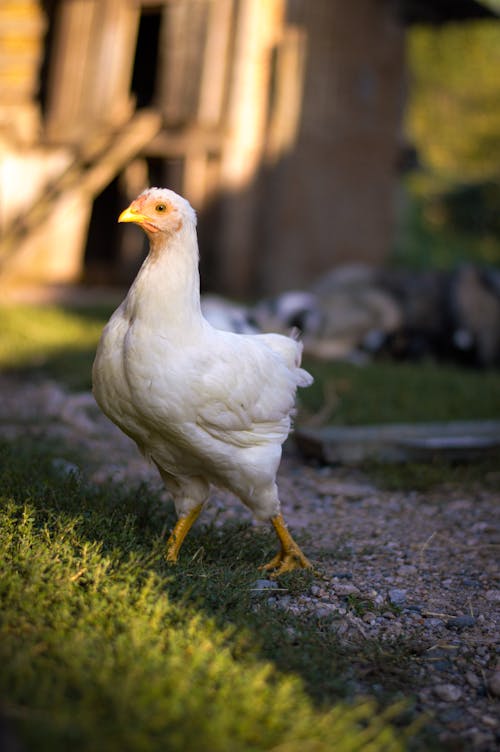 Close-up Photo of a White Hen