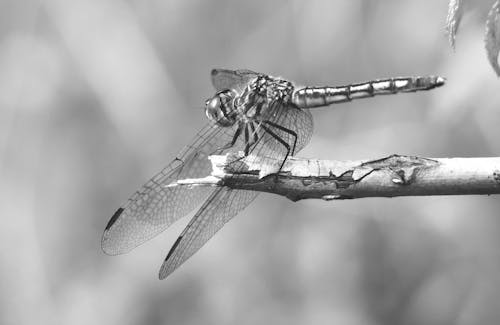 Free stock photo of dragonfly, insect, nature Stock Photo