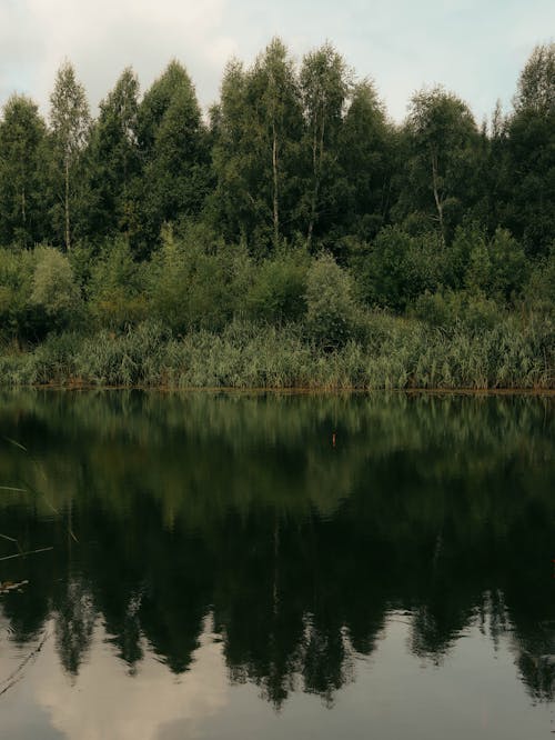 Ingyenes stockfotó békés, erdő, festői témában