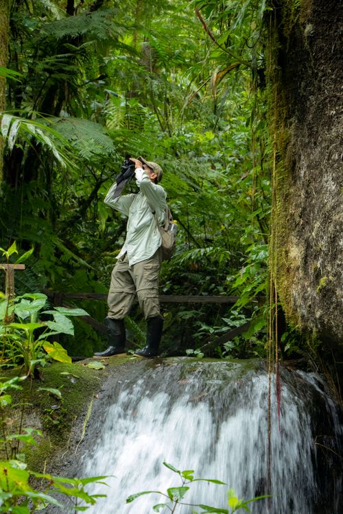 Free Explorer birdwatching in lush Nicaraguan jungle near a waterfall. Stock Photo