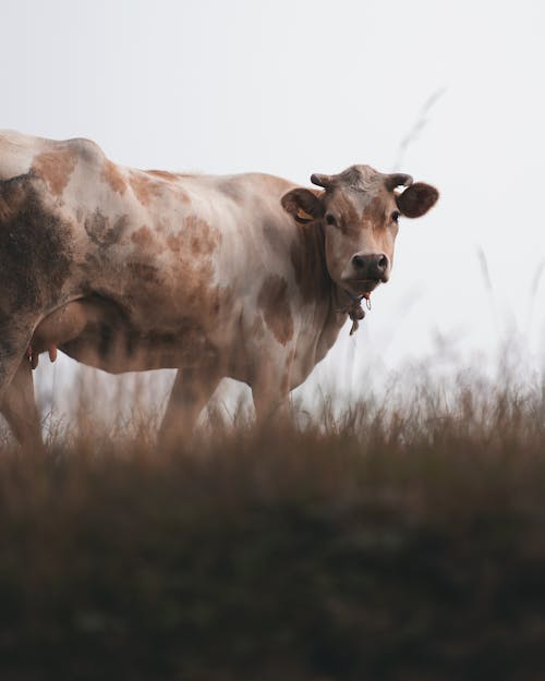 A White Cow with Brown Spots 