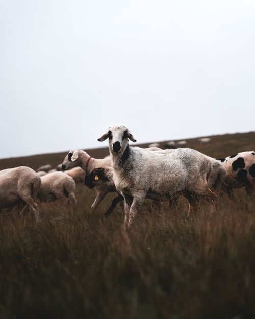 11 White Sheep in the Grass Field · Free Stock Photo