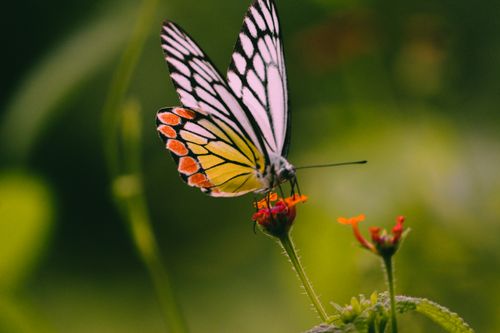 Free A delicate butterfly with colorful wings perched on a blooming flower in nature. Stock Photo