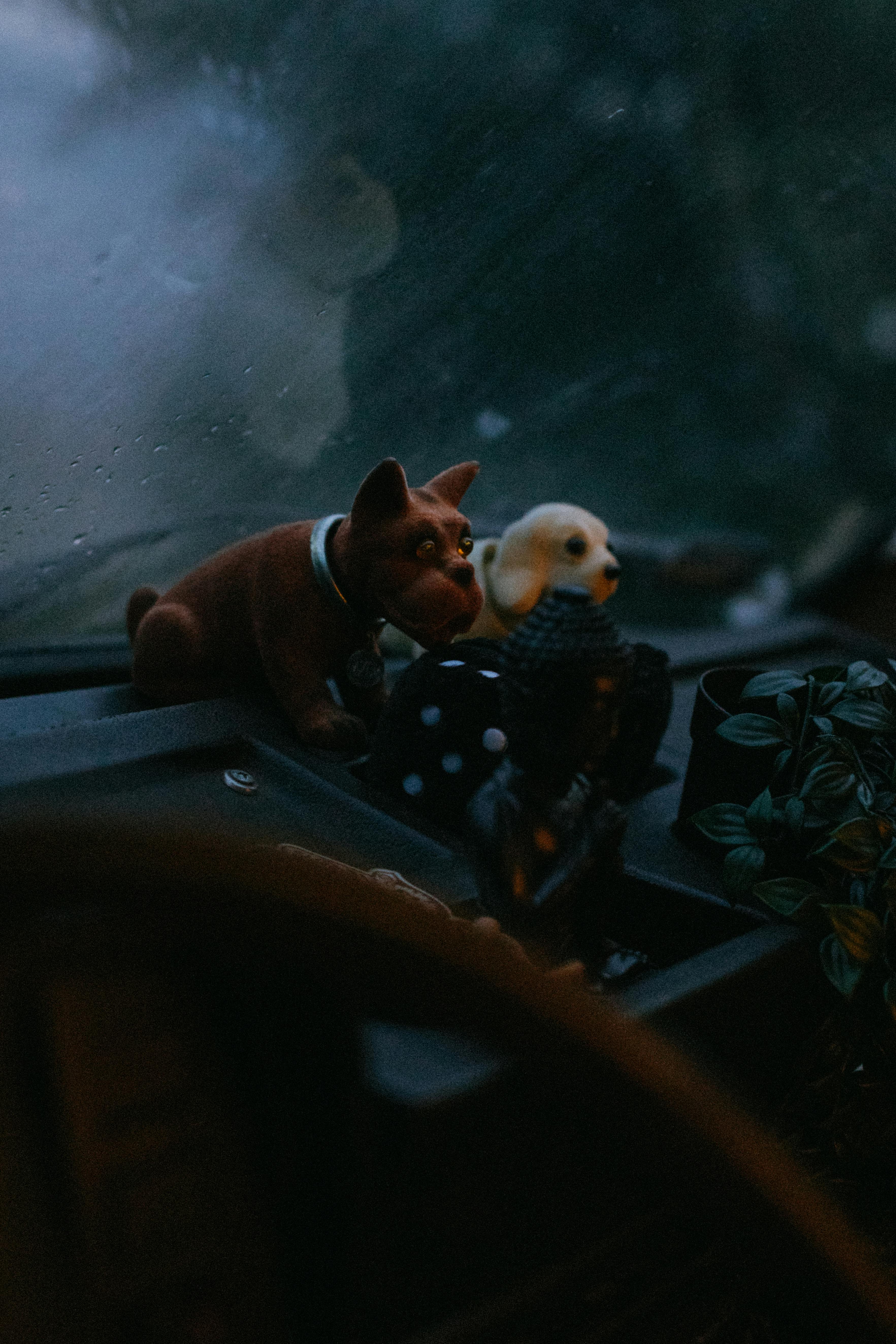 The Evolution of Dogs and Their Wet Noses: A Fascinating Journey