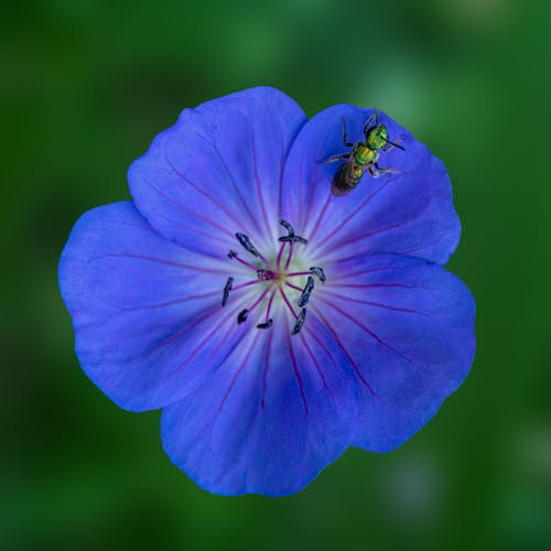 Free Bee on Blue Flower  Stock Photo